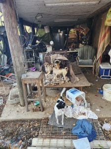 Animal rescue shelter owner discusses saving nearly 60 dogs from George County home