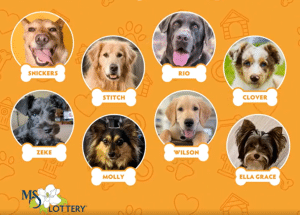 8 winners named in Mississippi Lottery’s Lucky Dog promotion