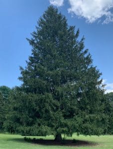 MS Entergy employee donates Rockefeller Center Christmas tree