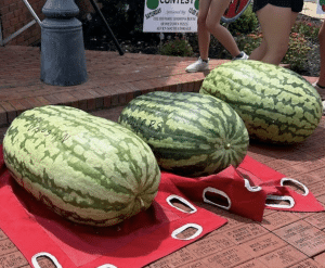 Water Valley man grows record 219.6-pound watermelon