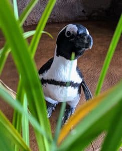 Mississippi Aquarium hosting penguin-themed events this weekend