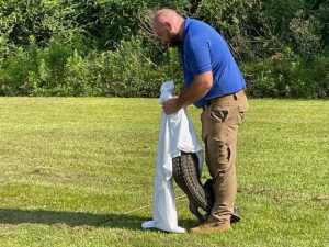 Alligator captured in Perry County, ‘will appear later in court’