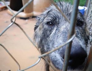 2 arrested for animal cruelty after 71 neglected dogs rescued in Newton County