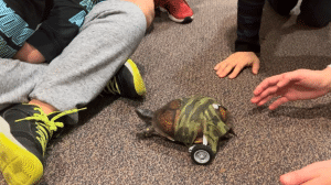 Mississippi students create set of wheels for handicapped turtle